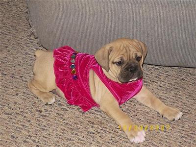 Puppy